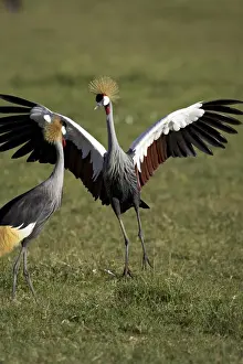 Crane Prints: Grey crowned crane dancing next to its mate with its feet off the ground and wings spread