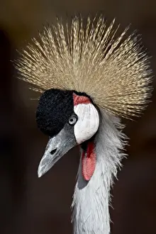 Grey Crowned Crane (Southern Crowned Cran) (Balearica regulorum) in captivity