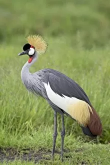 Images Dated 12th February 2007: Grey crowned crane (Southern crowned crane) (Balearica regulorum), Serengeti National Park