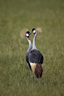 Endangered Species Gallery: Grey crowned crane (Southern crowned crane) (Balearica regulorum) pair, Ngorongoro Crater