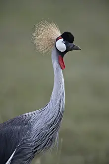 Grey crowned crane (Southern crowned crane) (Balearica regulorum), Ngorongoro Crater