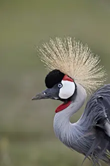 Grey crowned crane (Southern crowned crane) (Balearica regulorum), Ngorongoro Crater
