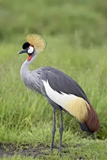 Grey crowned crane (Southern crowned crane) (Balearica regulorum), Serengeti National Park