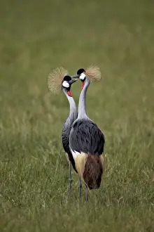 Tanzania Prints: Grey crowned crane (Southern crowned crane) (Balearica regulorum) pair