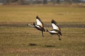 Grey crowned cranes, Busanga Plains, Kafue National Park, Zambia, Africa