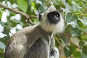 Hanuman Prints: Grey (Hanuman) langur monkey in this sacred pilgrimage town
