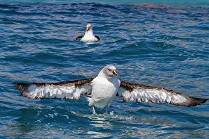 Avifauna Prints: Grey-headed albatross cleans feathers in Fortuna Bay