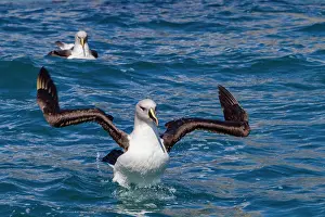 Large Prints: Grey-headed albatross engages in preening behavior while swimming in Fortuna Bay