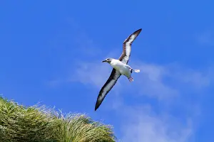 Beak Prints: Grey-headed albatross flies above grass in Fortuna Bay