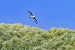 Avifauna Prints: Grey-headed albatross flying over vegetation in Fortuna Bay