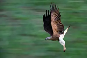 Raptor Prints: Grey-headed Fish Eagle in flight over water in Sri Lanka showcasing its hunting skills and natural habitat