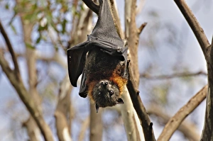Images Dated 2nd April 2010: Grey-headed flying fox (Pteropus poliocephalus), Yarra Bend Park, Melbourne