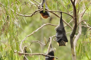Images Dated 2nd April 2010: Grey-headed flying fox (Pteropus poliocephalus), Yarra Bend Park, Melbourne