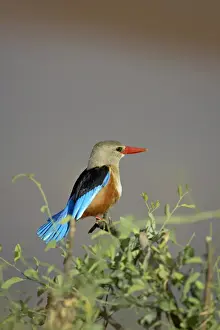 Roosting Prints: Grey-headed kingfisher (grey-hooded kingfisher) (gray-headed kingfisher)