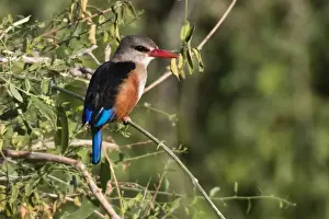Samburu Prints: A grey-headed kingfisher (Halcyon leucocephala) perched on a tree branch, Samburu
