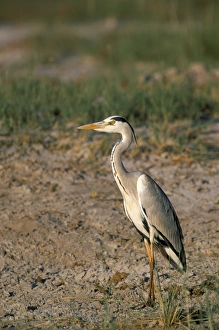 Grey heron (Ardea cinerea)