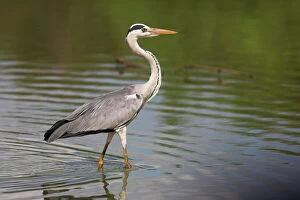 Images Dated 3rd March 2008: Grey heron (Ardea cinerea)