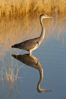 Images Dated 10th May 2009: Grey heron (Ardea cinerea), Etosha National Park, Namibia, Africa