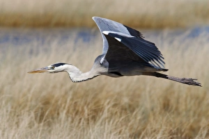 Images Dated 10th May 2009: Grey heron (Ardea cinerea), in flight, Etosha National Park, Namibia, Africa