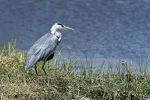 Khwai Concession Prints: Grey heron (Ardea cinerea), Khwai Concession, Okavango Delta, Botswana, Africa