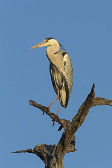 Shorebird Prints: Grey heron (Ardea cinerea), Kruger National Park, South Africa, Africa