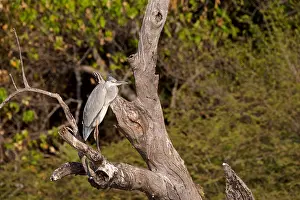 Botswana Prints: Grey Heron, (Ardea cinerea), perched on a dead tree branch