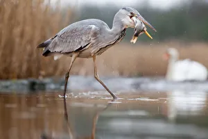 Wading Prints: Grey heron fishing on lake, Pusztaszer national park