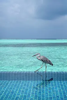Shorebird Prints: Grey Heron (Maakana) on the edge of a swimming pool overlooking the lagoon on an exotic Island in The Maldives