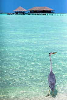 Shorebirds Prints: Grey Heron (Maakana) on the shoreline of the lagoon
