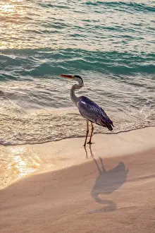 Heron Prints: Grey Heron (Maakana) on the shoreline of the lagoon on an exotic Island at dusk