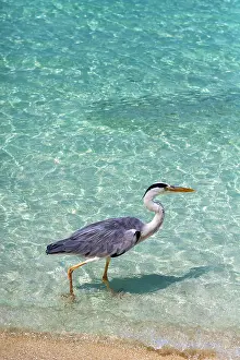 Elegance Prints: Grey Heron (Maakana) on the shoreline of the lagoon on an exotic Island in The Maldives