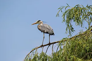 Open Space Prints: Grey heron perched on a tree branch against a clear blue sky, United Kingdom, Europe