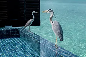 Encounter Prints: Two Grey Herons (Maakana) on the edge of a swimming pool overlooking the lagoon on an exotic Island in The Maldives