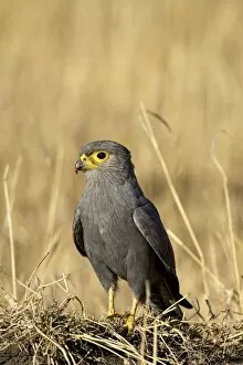 Grey kestrel (Falco ardosiaceus)