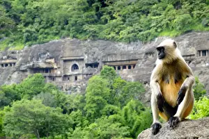 Maharashtra Prints: Grey langur monkey (Hanuman Langur) (Semnopithecus sp. ) outside the Ajanta Caves