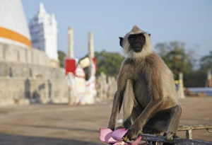 South Asian Prints: Grey langur at Ruvanvelisaya Dagoba