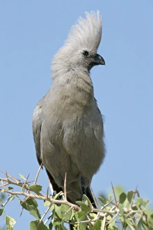 Crest Prints: Grey lourie (Corythaixoides concolor)