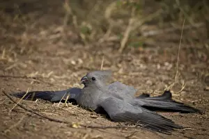 Grey lourie (go-away bird) (Corythaixoides concolor), Kruger National Park, South Africa