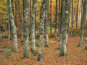 Grey mottled trunks of trees in woods in autumn, on Mont Aiguiol, Languedoc Roussillon