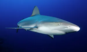 Swimming Prints: Grey reef shark, Turks and Caicos, West Indies, Caribbean, Central America