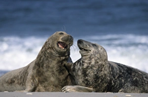 Humor Prints: Grey seal, Halichoerus grypus