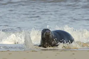 Grey seal (Halichoerus grypus) adult hauling ashore among breaking waves, Norfolk