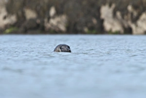 Animal Head Prints: Grey seal (Halichoerus grypus) on the Cairns of Coll