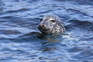 Images Dated 17th June 2010: Grey seal (Halichoerus grypus), Farne Islands, Seahouses, Northumberland