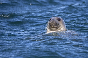 Sealife Prints: Grey seal (Halichoerus grypus) swimming
