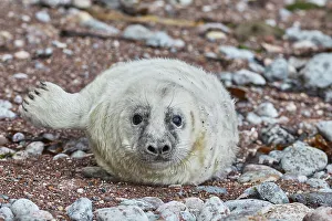 Young Animals Prints: A Grey Seal pup (Halichoerus grypus)
