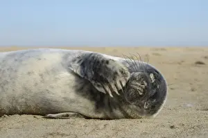 Grey seal pup (Halichoerus grypus) chewing a flipper while lying on a sandy beach