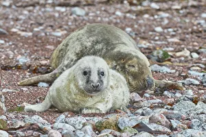 Young Animals Prints: A Grey Seal pup (Halichoerus grypus) with its mother