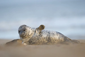 Lying On Side Prints: Grey seal pup, Norfolk, England, United Kingdom, Europe