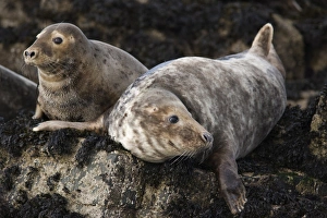 Jointly Prints: Grey seals (Halichoerus grypus), Farne Islands, Seahouses, Northumberland
